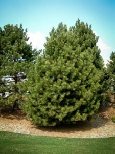 Сосна Чёрная (Pinus Nigra) купить по цене от 270.00р. в интернет-магазине «Посадика» с доставкой почтой в в Ардатове и по всей России – [изображение №1].