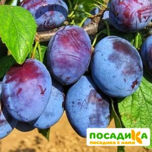 Слива Чачакская ранняя купить по цене от 229.00р. в интернет-магазине «Посадика» с доставкой почтой в в Ардатове и по всей России – [изображение №1].