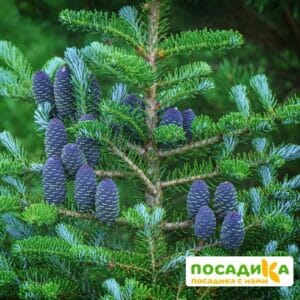 Пихта корейская (Abies koreana) купить по цене от 450.00р. в интернет-магазине «Посадика» с доставкой почтой в в Ардатове и по всей России – [изображение №1].