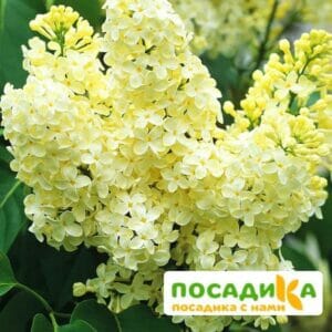 Сирень Примроуз (Primrose) купить по цене от 529.00р. в интернет-магазине «Посадика» с доставкой почтой в в Ардатове и по всей России – [изображение №1].