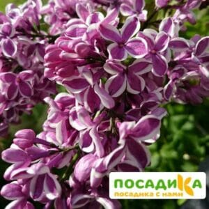 Сирень Сенсация купить по цене от 529.00р. в интернет-магазине «Посадика» с доставкой почтой в в Ардатове и по всей России – [изображение №1].