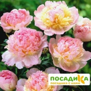 Пион Распберри Сандей (Paeonia Raspberry Sundae) купить по цене от 959р. в интернет-магазине «Посадика» с доставкой почтой в в Ардатове и по всей России – [изображение №1].