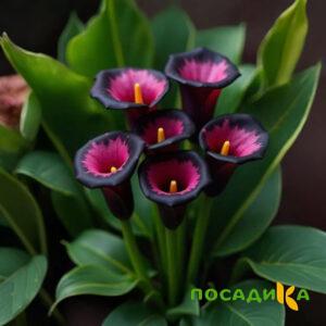 Калла Аура Лейс купить по цене от 400р. в интернет-магазине «Посадика» с доставкой почтой в в Ардатове и по всей России – [изображение №1].
