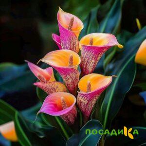 Калла Оникс купить по цене от 450р. в интернет-магазине «Посадика» с доставкой почтой в в Ардатове и по всей России – [изображение №1].