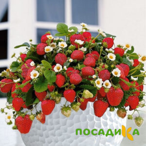 Клубника Рубиновый Шепот (горшечная) купить по цене от 240р. в интернет-магазине «Посадика» с доставкой почтой в в Ардатове и по всей России – [изображение №1].