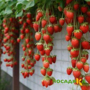 Клубника вьющаяся Комплимент купить по цене от 470р. в интернет-магазине «Посадика» с доставкой почтой в в Ардатове и по всей России – [изображение №1].
