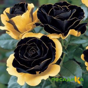 Роза Ханни Сикл купить по цене от 700р. в интернет-магазине «Посадика» с доставкой почтой в в Ардатове и по всей России – [изображение №1].