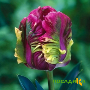 Тюльпан Экзотик Хэвен купить по цене от 186р. в интернет-магазине «Посадика» с доставкой почтой в в Ардатове и по всей России – [изображение №1].