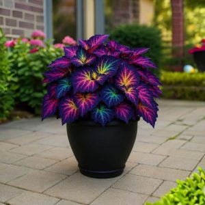 Хоста Фрости Блю купить по цене от 389р. в интернет-магазине «Посадика» с доставкой почтой в в Ардатове и по всей России – [изображение №1].