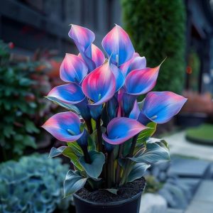 Калла Импрессия купить по цене от 590р. в интернет-магазине «Посадика» с доставкой почтой в в Ардатове и по всей России – [изображение №1].