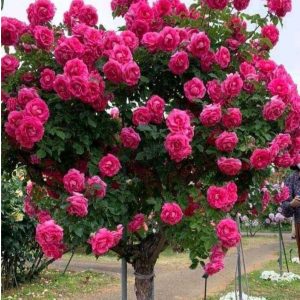 Роза Версаля купить по цене от 232р. в интернет-магазине «Посадика» с доставкой почтой в в Ардатове и по всей России – [изображение №1].